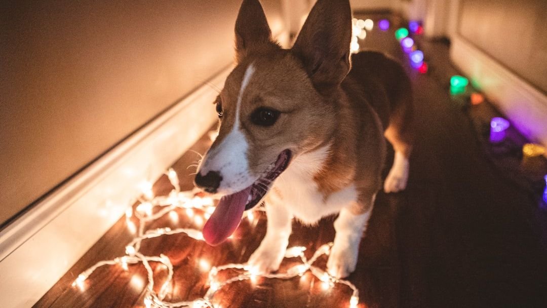 The Ultimate Holiday Feast for Your Dog