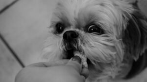 Is Your Dog a Picky Eater?