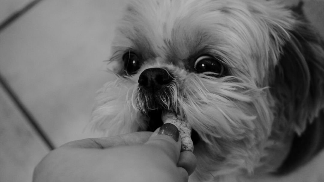 Is Your Dog a Picky Eater?