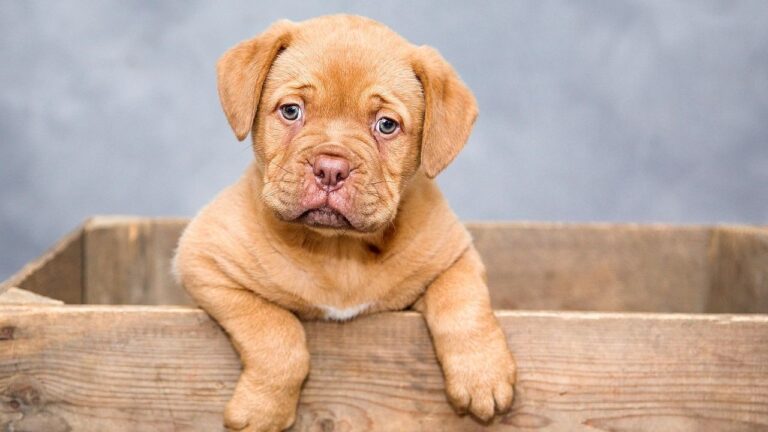 These 5 Common Dog Training Methods Could Be Doing More Harm Than Good