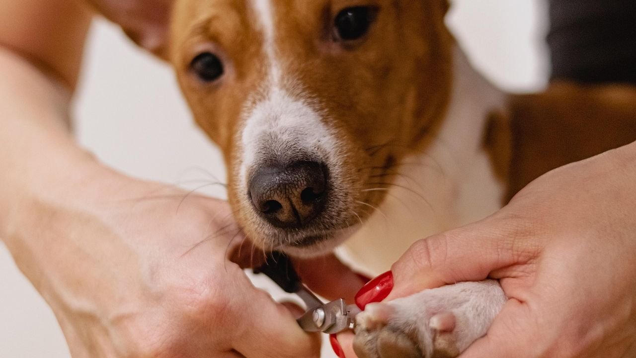 8 Proven Hacks To Help Your Dog Remain Calm When Cutting Their Nails