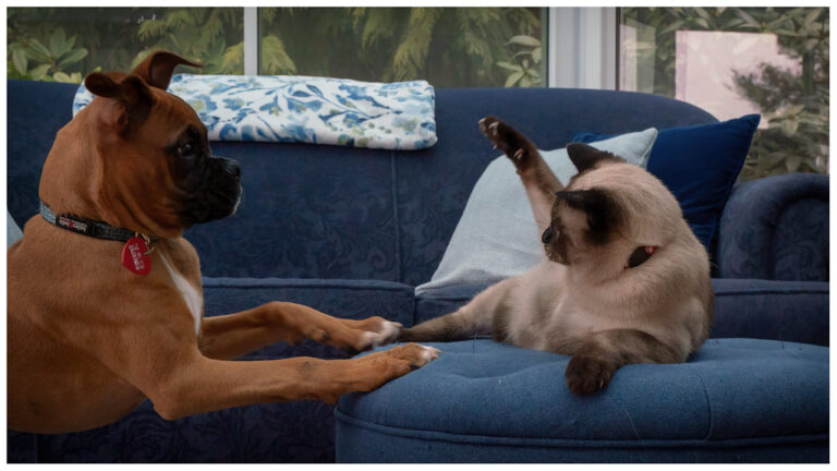 The Truth About 'Bad' Dogs: How Misunderstandings Shape Their Behavior