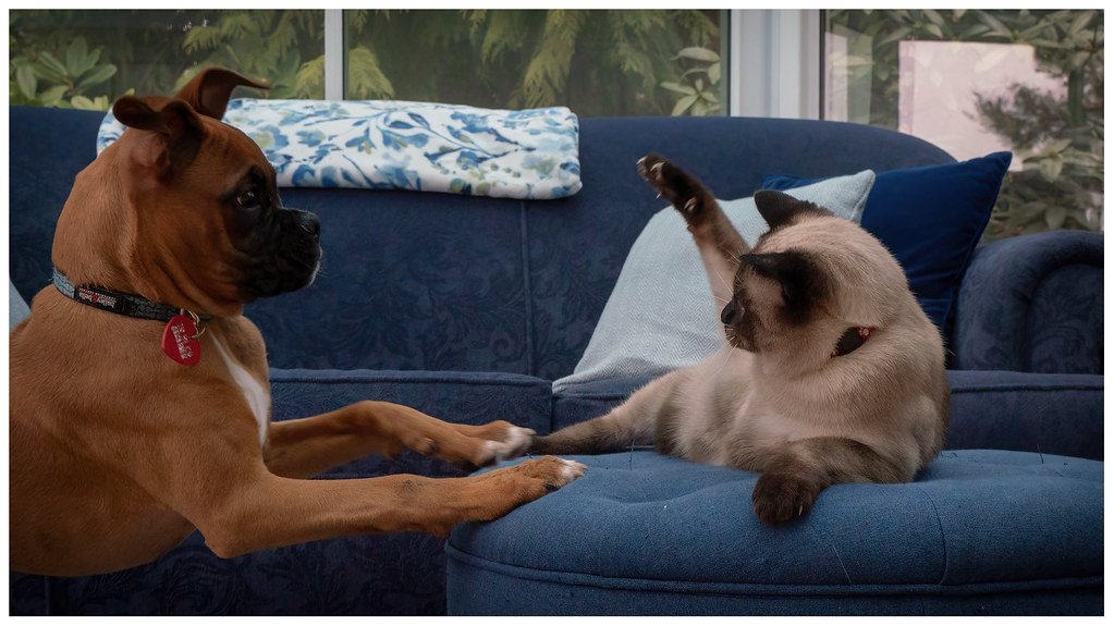 The Truth About ‘Bad’ Dogs: How Misunderstandings Shape Their Behavior