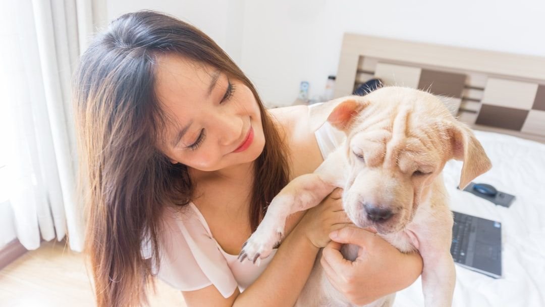 6 Essential Grooming Tips for a Healthy Dog Coat