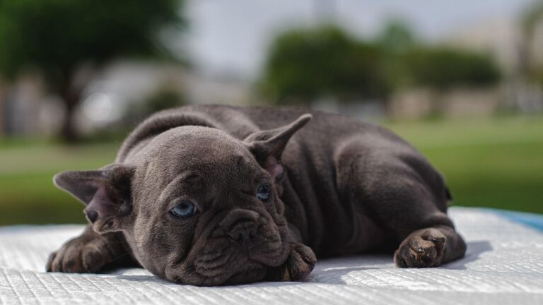 Is Your Dog Getting Enough Sleep? The Surprising Impact of Rest on Canine Health