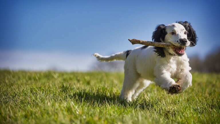 8 Housebreaking Tricks That Actually Work, According to Pros