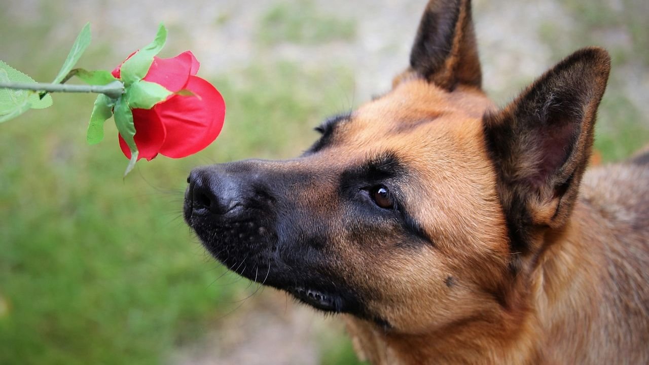 10 Calm-Down Hacks for Over-Excited Puppies