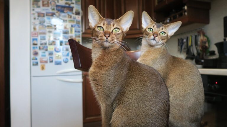 14 Cat Breeds That Act Like Dogs (Vets Aren't Shocked)