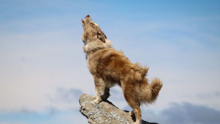 Why Does My Dog 'Talk' to Me? Understanding Their Vocalizations and What They Mean