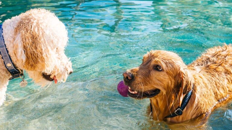 8 Ways to Keep Your Senior Dog Active and Engaged