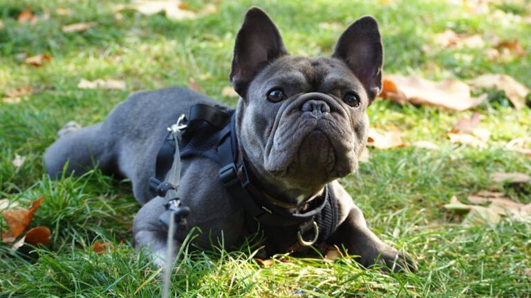 Why Some Zodiac Signs End Up Miserable With the Dogs They Love Most