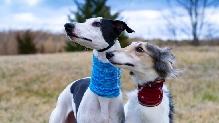 Zodiac Signs That Need Independent Dog Breeds - And Those That Don't