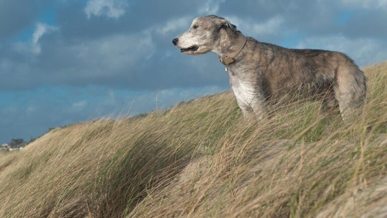 Can Your Dog Predict the Weather? Unexplained Canine Abilities