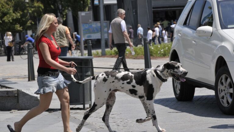 Do You Know the 5 Secrets to a Calm Dog Walk? Avoid These Mistakes