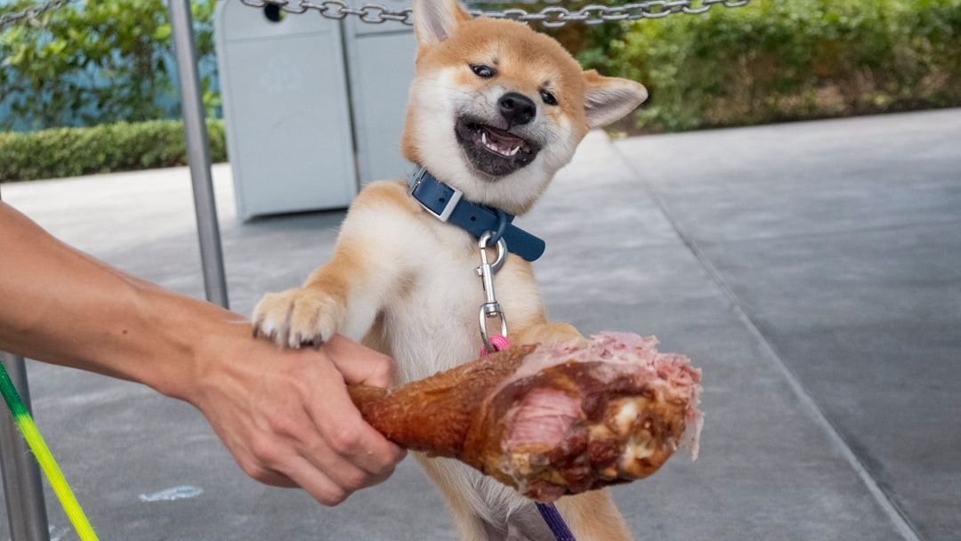 Are You Feeding Your Dog the Right Way? Surprising Nutrition Facts