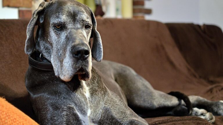 7 Surprising Dog Breeds That Are Perfect for Apartment Living