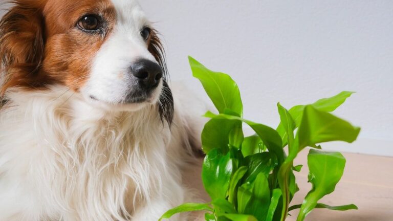 10 Simple Ways to Dog-Proof Your Home for a Happy, Safe Pup