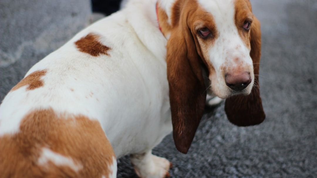 7 Common Plants That Are Toxic to Dogs (And Safe Alternatives)