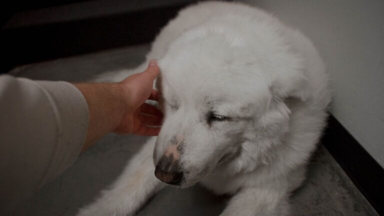 Ignoring Your Dog's Cues Is a Big Mistake: What They're Really Saying