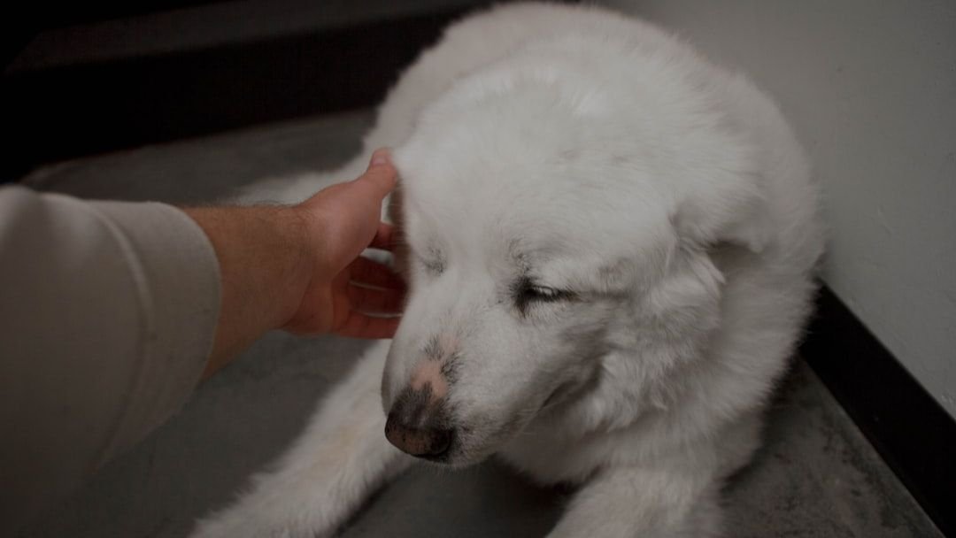 Ignoring Your Dog's Cues Is a Big Mistake: What They're Really Saying