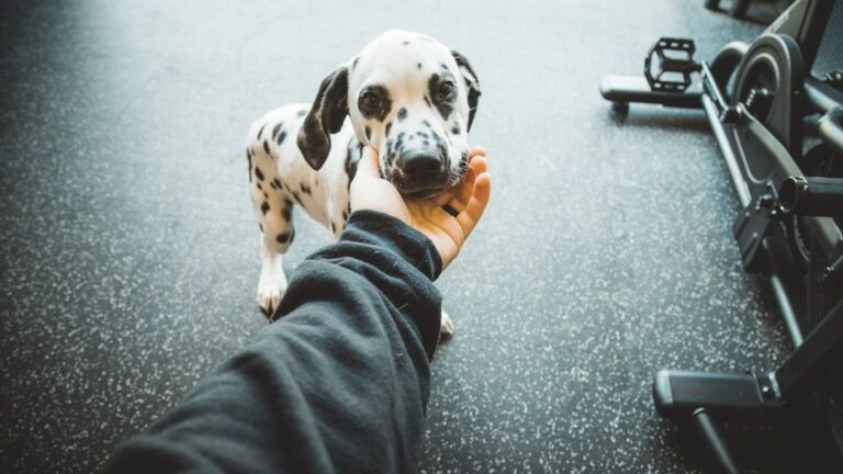 The 'Stubborn' Dog Is a Myth: Understanding Their True Motivations