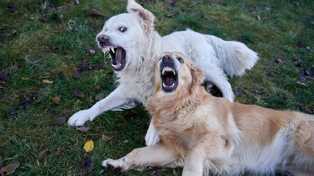 That 'Aggressive Bark' Might Be Fear: Decoding Your Dog's Warnings