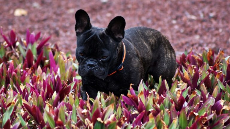 10 Small Dog Breeds With Oversized Personalities