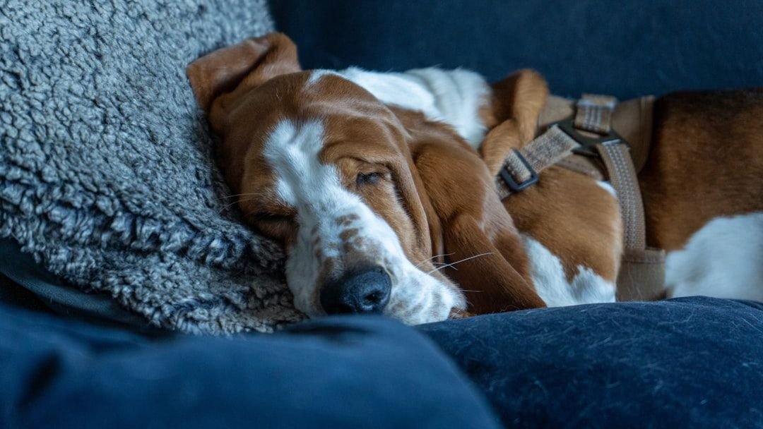 A Tired Dog Is a Happy Dog: The Power of Play and Exercise
