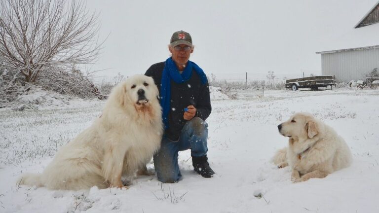 8 Dog Breeds That Make the Best House Dogs (And 8 That Belong on Farms)