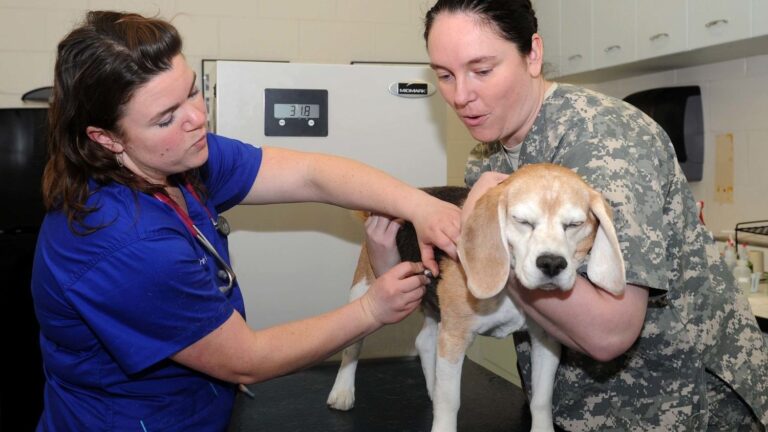 That 'Bad' Dog Habit Might Be a Clever Solution to a Hidden Problem