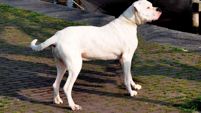 Dog Breeds That Often Fail in Multi Pet Households