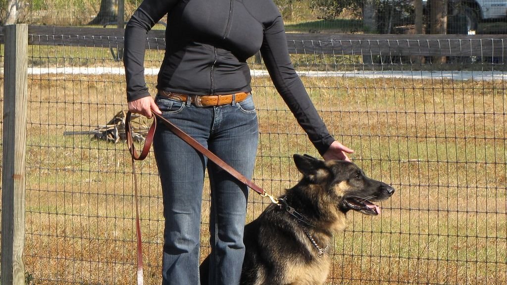 Your Dog Understands More Words Than You Give Them Credit For