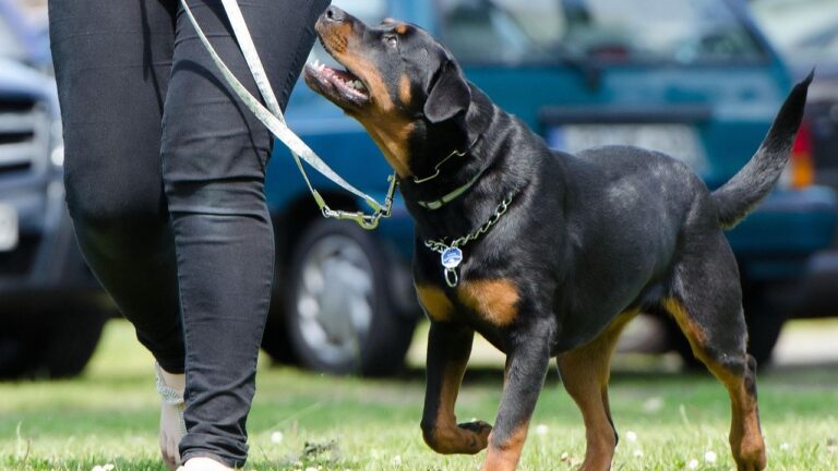 Dog Breeds That React Poorly to Inconsistent Owners