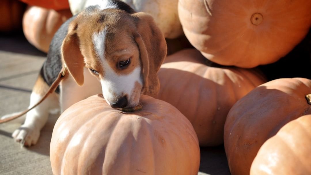 10 Superfoods You Should Be Adding to Your Dog’s Bowl Right Now