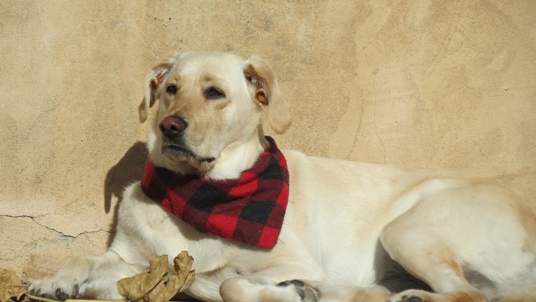 Air Signs and Dogs: The Breeds That Keep Up With Curious, Restless Minds