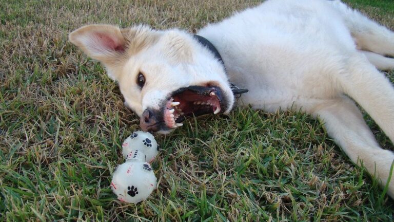 That Growl Isn't Always Anger; It Could Be Your Dog's Way of Talking