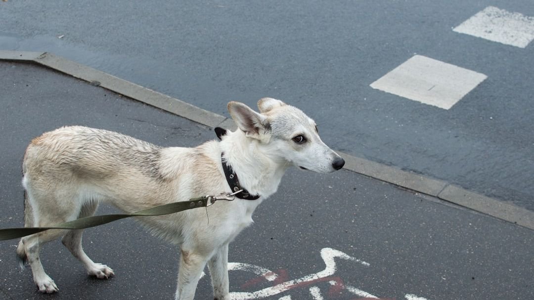 Your Dog’s ‘Stubbornness’ Is Often a Sign of Their Own Confusion