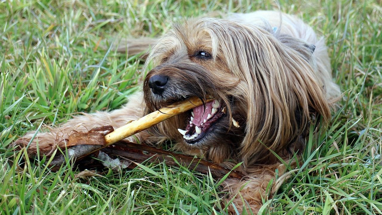 That ‘Bad’ Dog Breath Might Be a Sign of a Bigger Health Issue