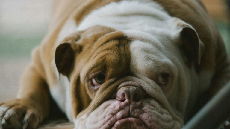 Your Dog's 'Misbehavior' Is Likely a Plea for More Engagement