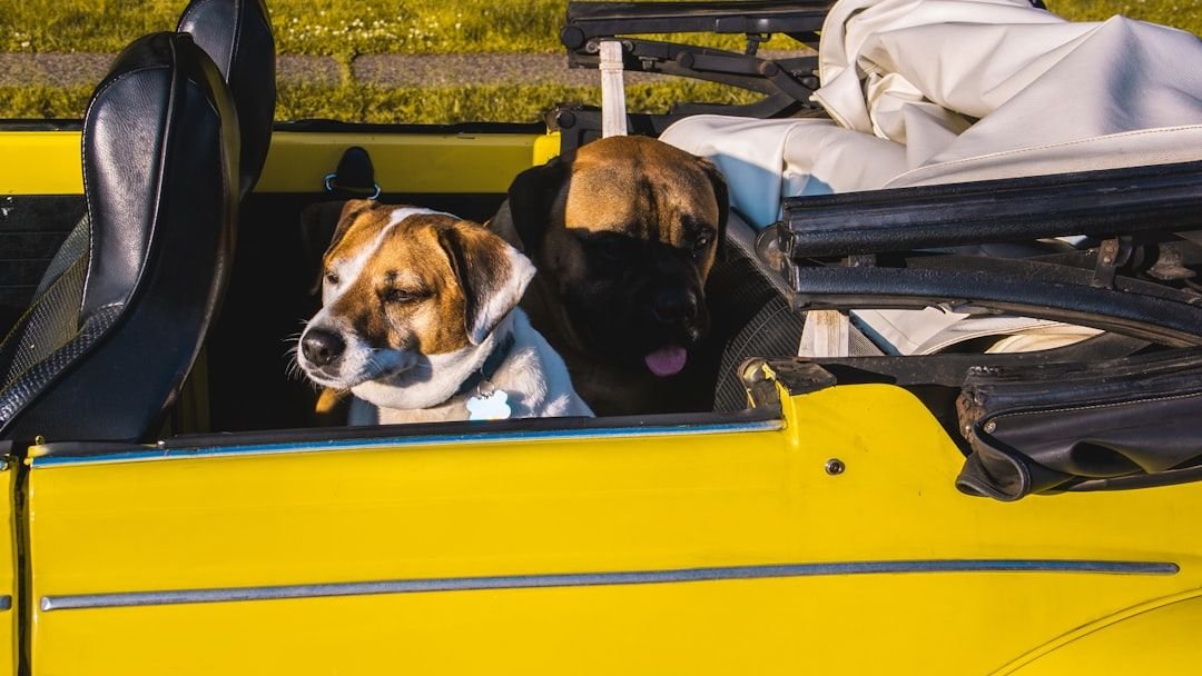 12 Dog Breeds That Balance The Freedom Of Zodiac Air Signs With Emotional Connection