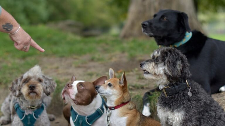 How Can I Help My Shy Dog Make New Friends Safely?