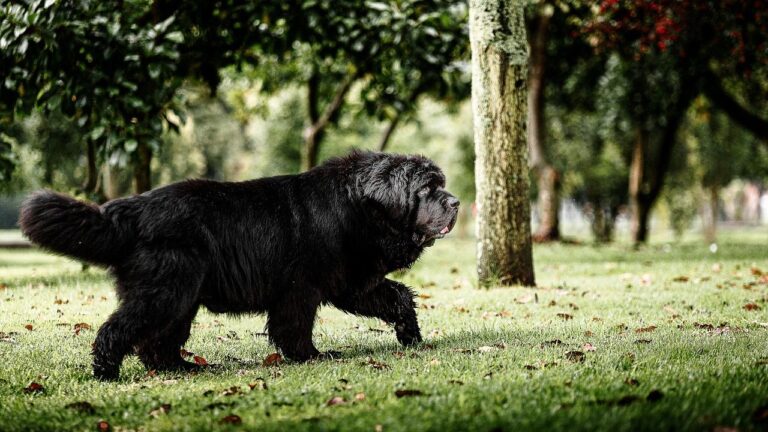 8 Dogs That Bond Emotionally With Water Signs Almost Instantly