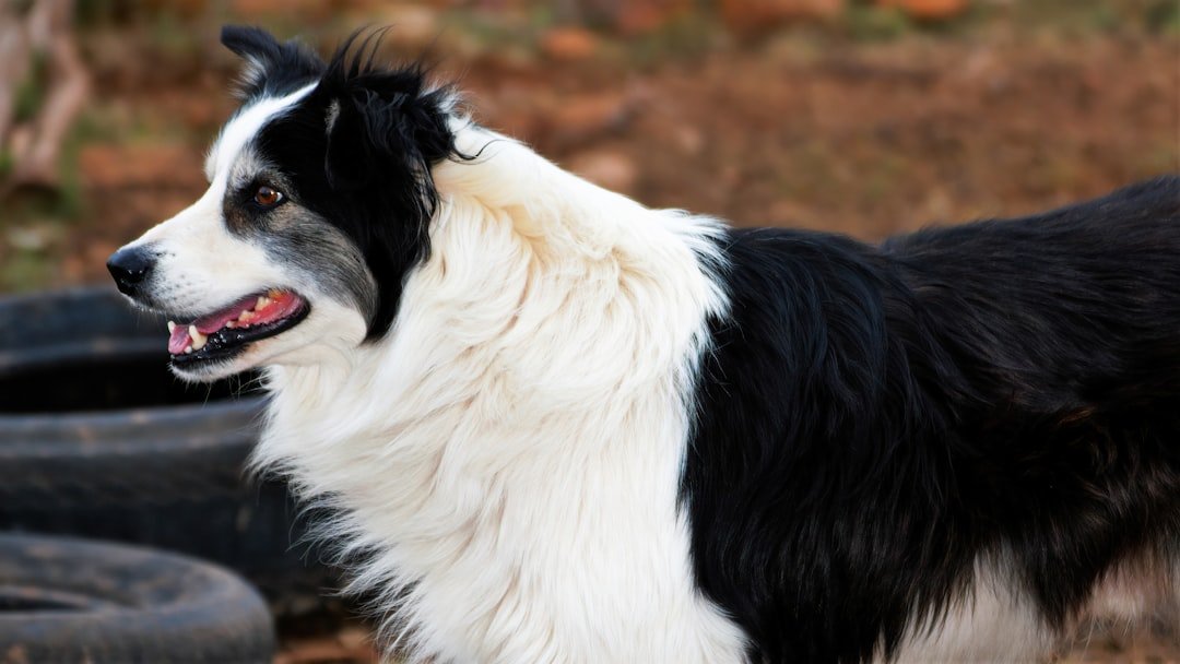 10 Emotionally Intuitive Dog Breeds Water Signs Naturally Connect With