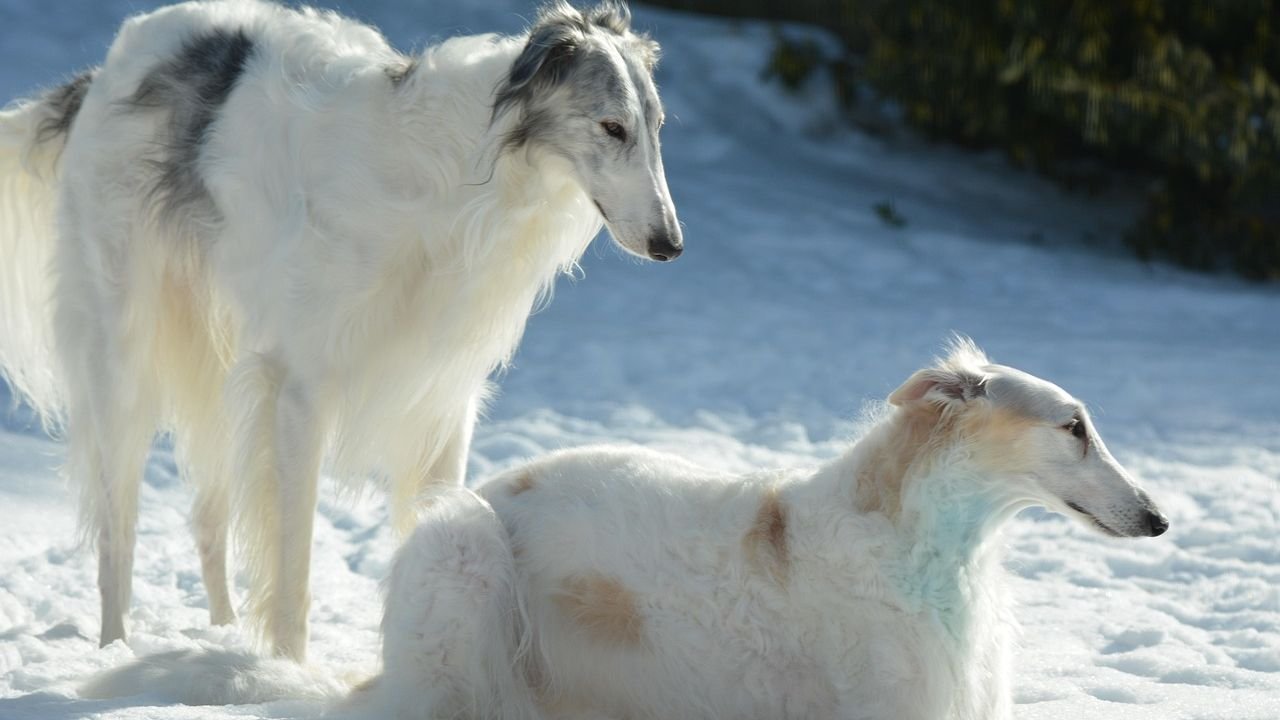 10 Quiet Dog Breeds That Are Perfect Companions for a Peaceful Home