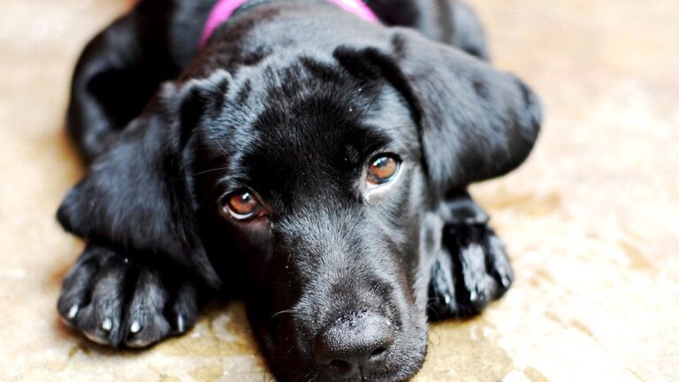 The Unseen Psychological Struggles of the Happiest-Looking Dogs