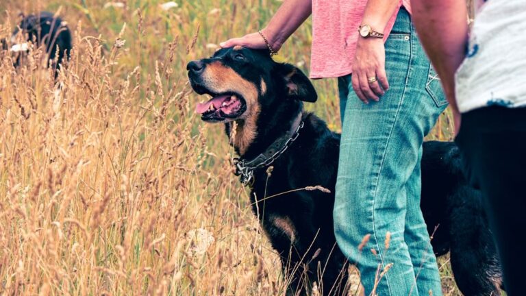 7 Ways Your Dog's Breed Influences Their Astrological Compatibility With You