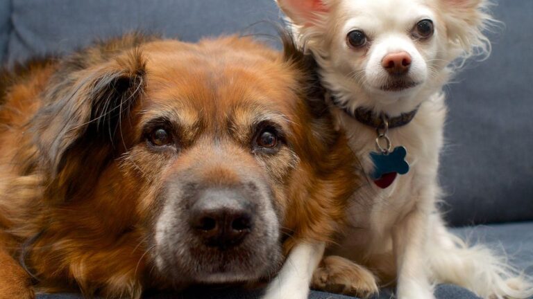 12 Psychological Tricks Dogs Use to Get Exactly What They Want