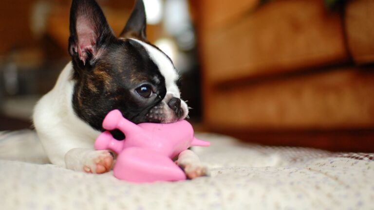 The Surprising Psychology Behind Your Dog's Favorite Toys