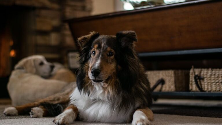 10 Dog Breeds With a 'Sixth Sense': Canine Intuition Explained by Psychology