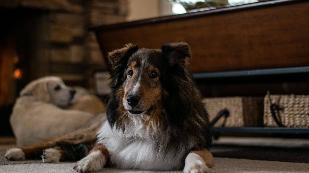 10 Dog Breeds With a ‘Sixth Sense’: Canine Intuition Explained by Psychology